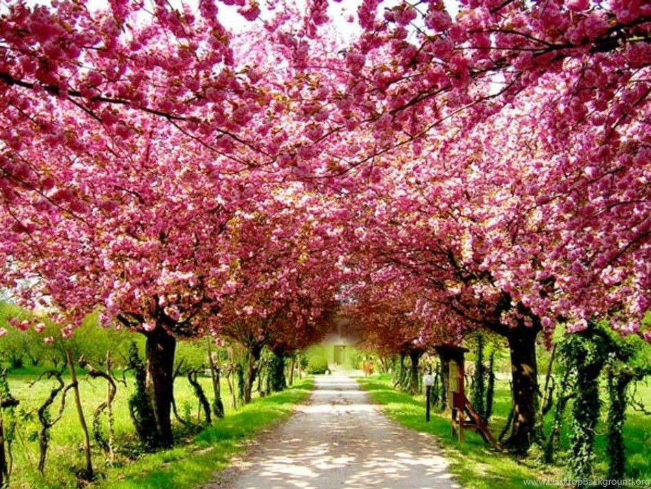 Cherry blossom hd pic.jpeg