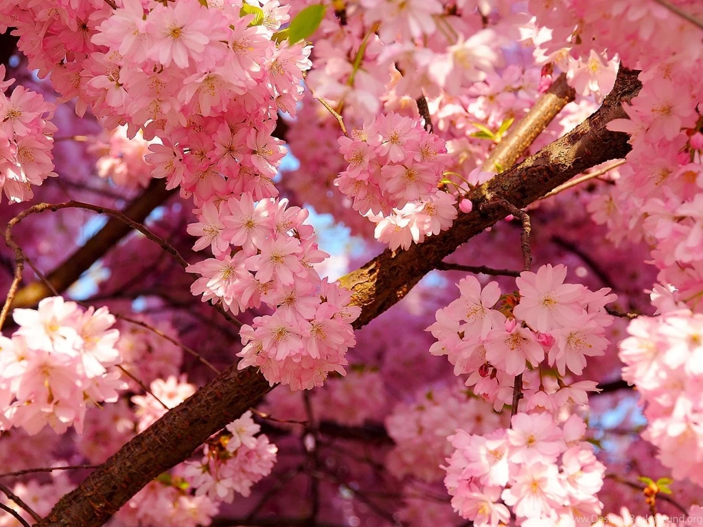 1920x1440 Pink Cherry Blossom Wallpapers