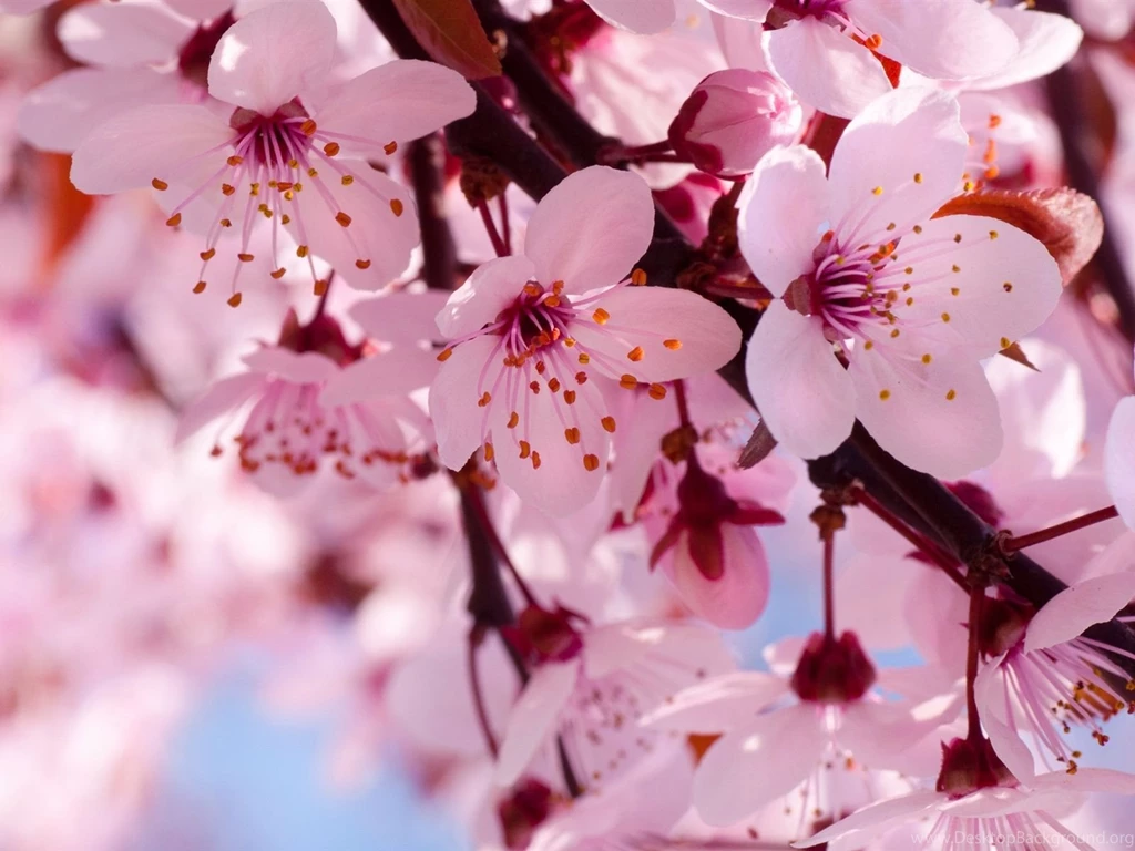 Pink Cherry Blossoms Wallpapers