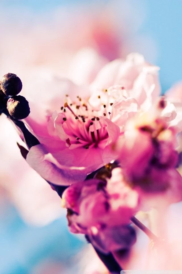 Beautiful Cherry Blossom HD Desktop Wallpapers : Widescreen : High ...