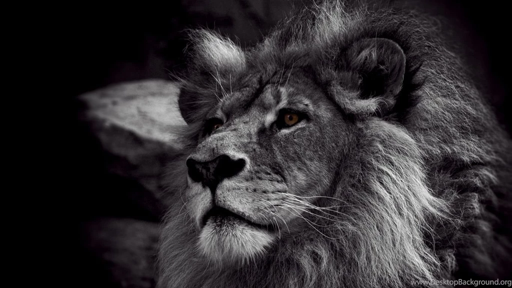 Mountain Lion wallpapers