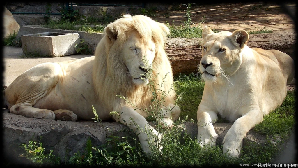 Lions Wallpapers Barbaras HD Wallpapers