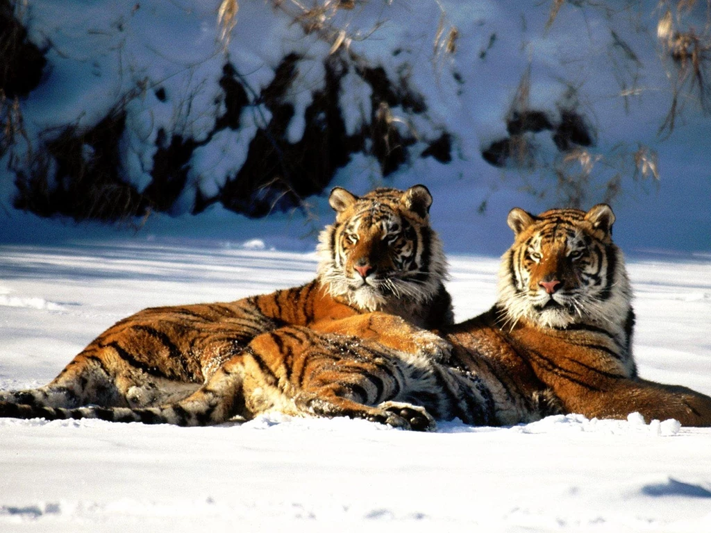 Tiger Amazing Free Backgrounds Mac HD Wallpapers / Wallpapers Tiger ...