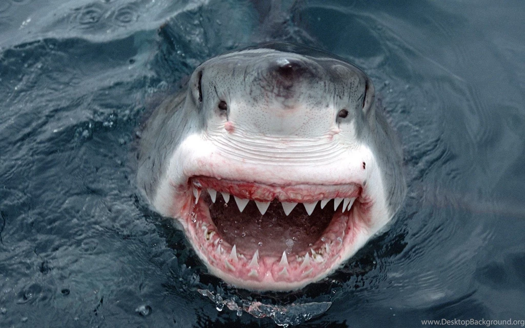 Ultra HD 4K Shark Wallpapers HD, Desktop Backgrounds 3840x2400