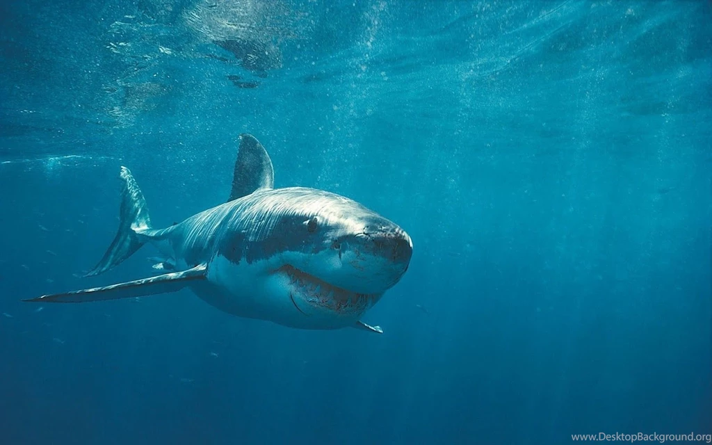 Dangerous Shark Wallpapers