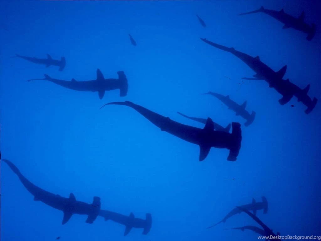 Hammerhead Shark HD Wallpapers