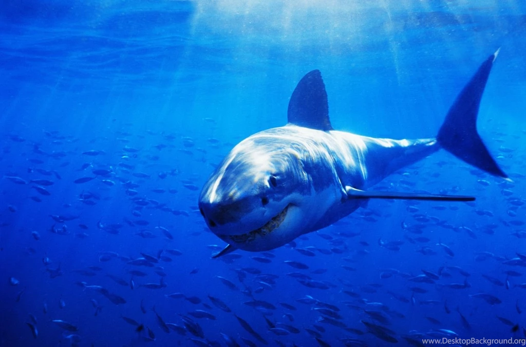 Great World Wallpaper: Great White Shark Wallpapers For Desktop