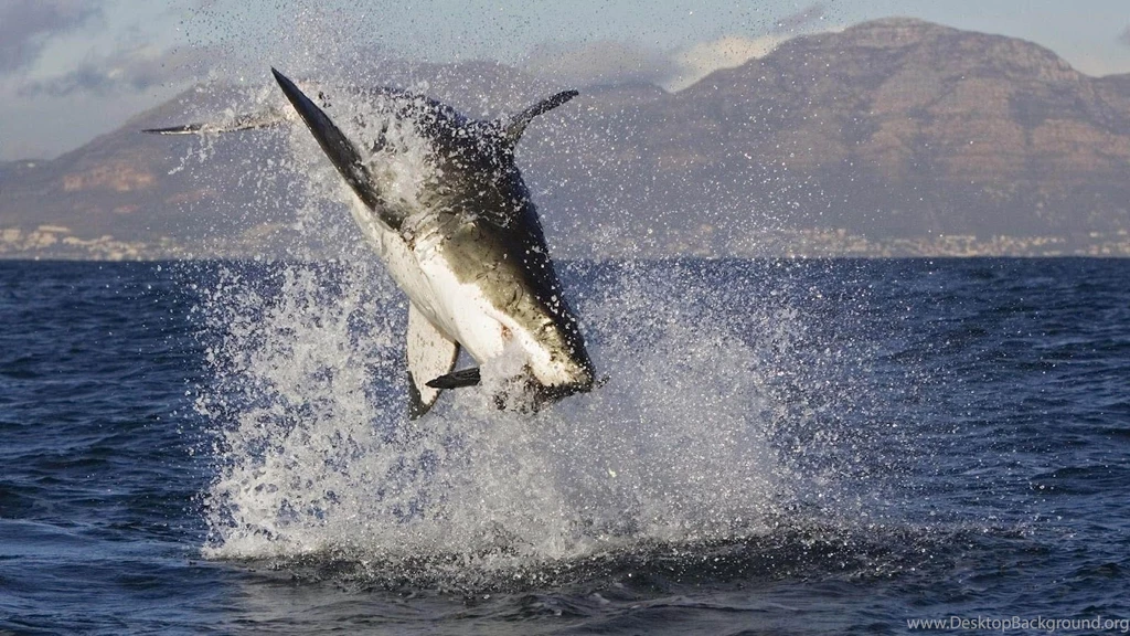 HD Sharks Wallpapers And Photos