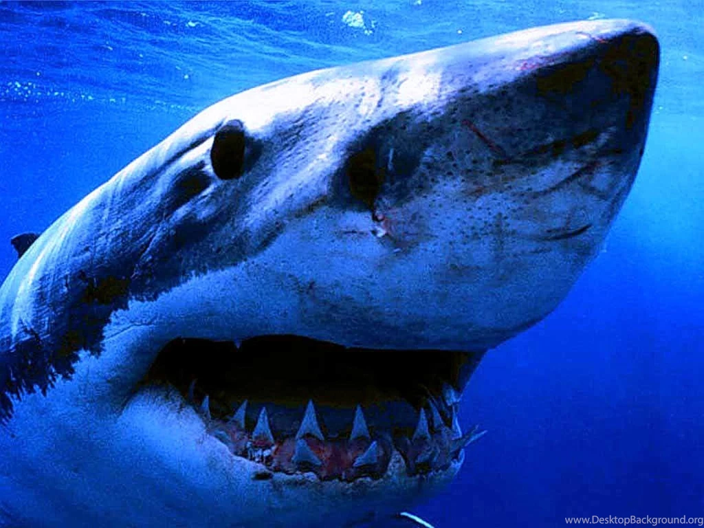 Shark Computer Wallpapers, Desktop Backgrounds