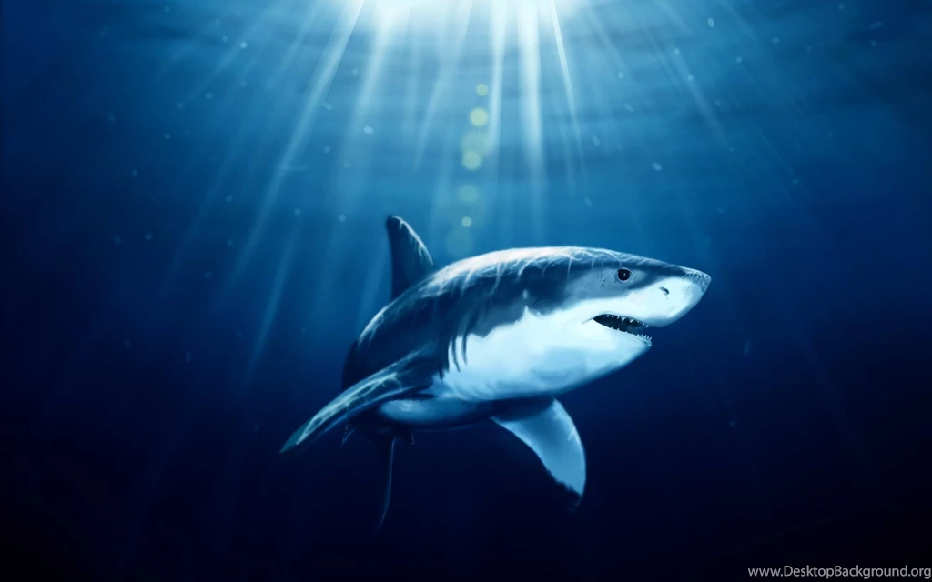 Shark Wallpapers