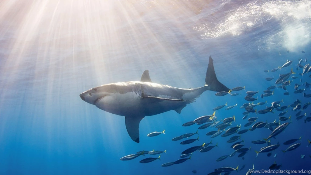Great White Shark HD Wallpapers High Quality