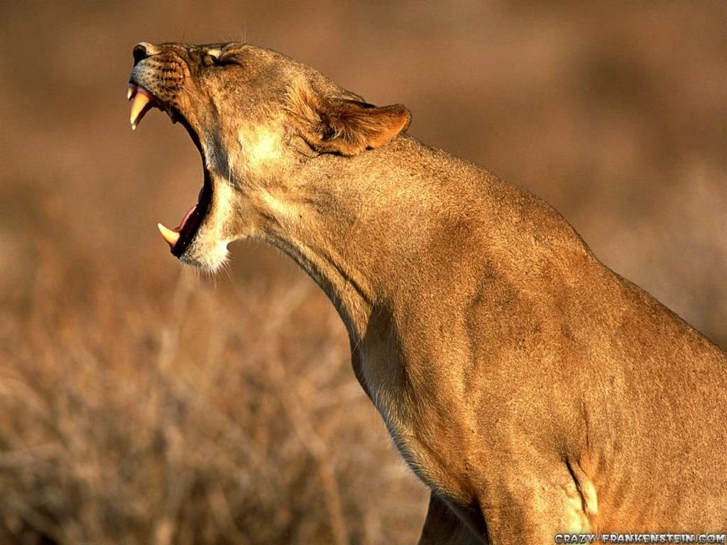 Amazing Animal S Wallpapers