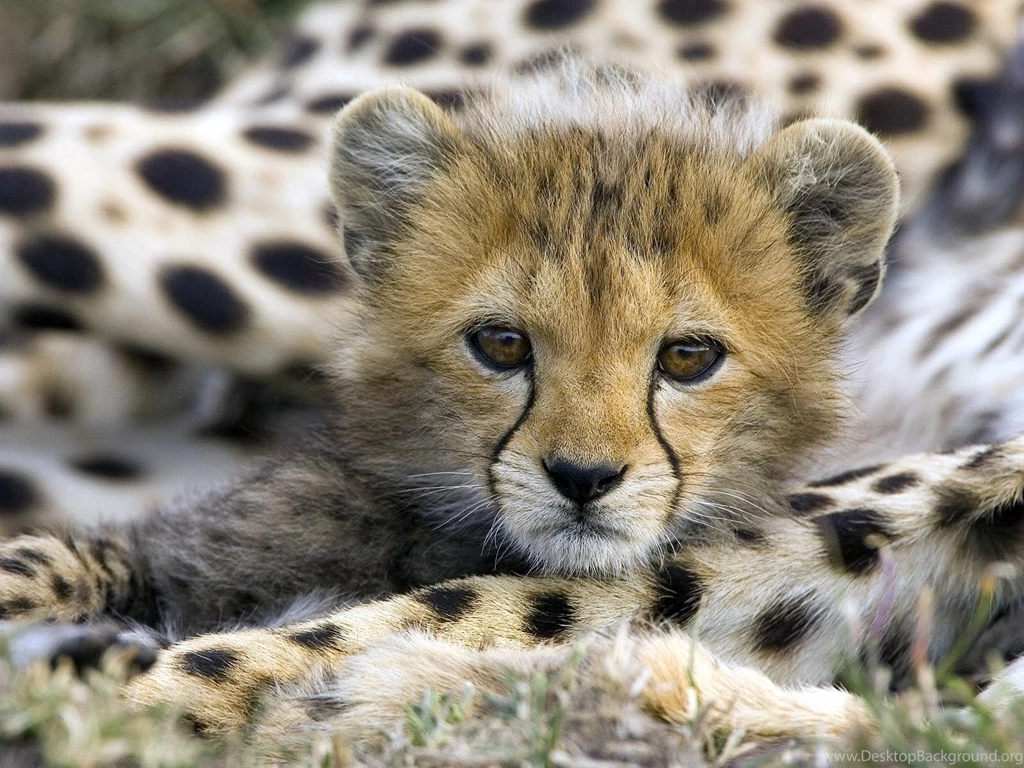 Animal Wallpapers Little Cheetah