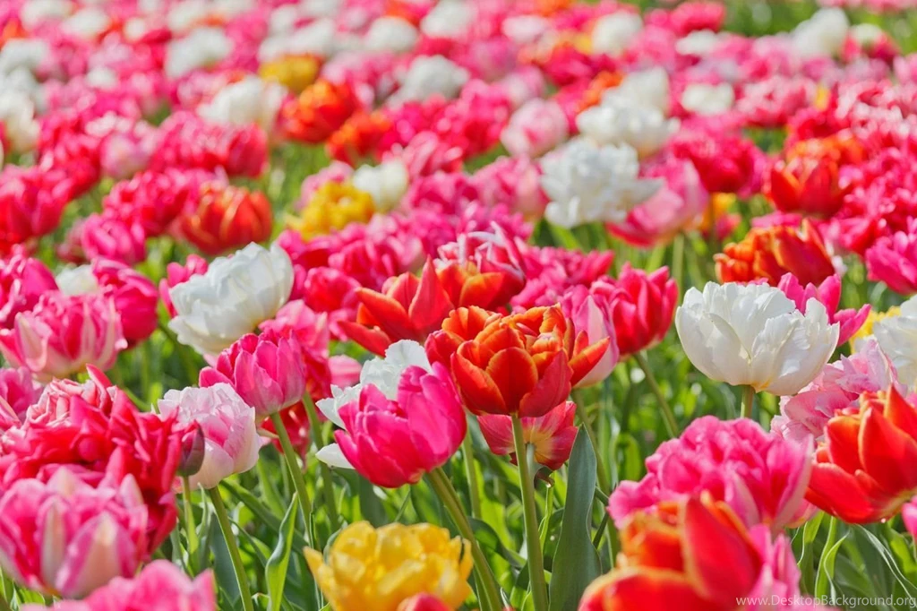 Flower Wallpapers Dr. Odd