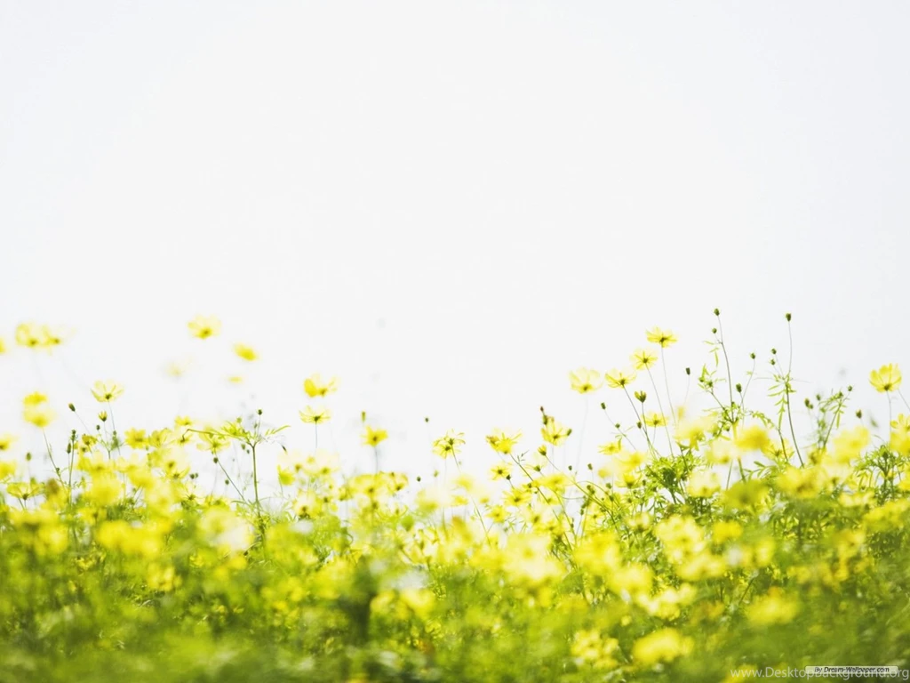 Free_Wallpaper_Backgrounds_Flowers 10.jpg