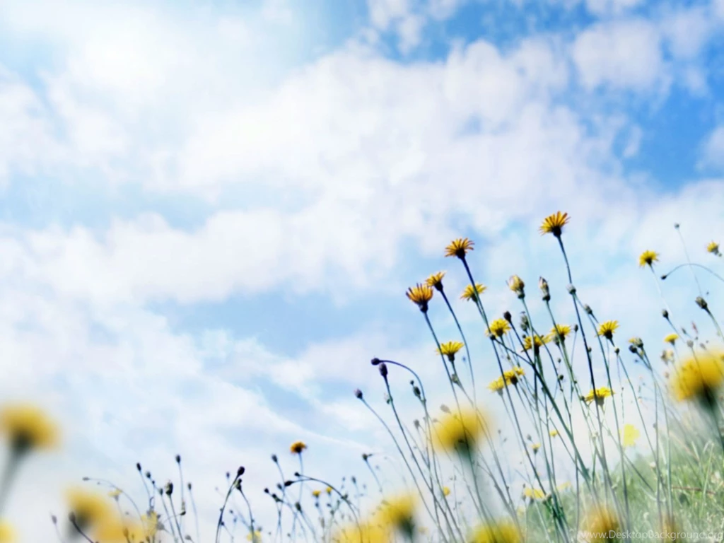Flowers For Backgrounds
