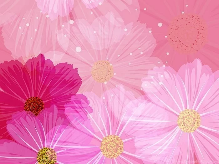 Cosmos Flowers, Artistic Flower Illustrations 18 Wallcoo.net