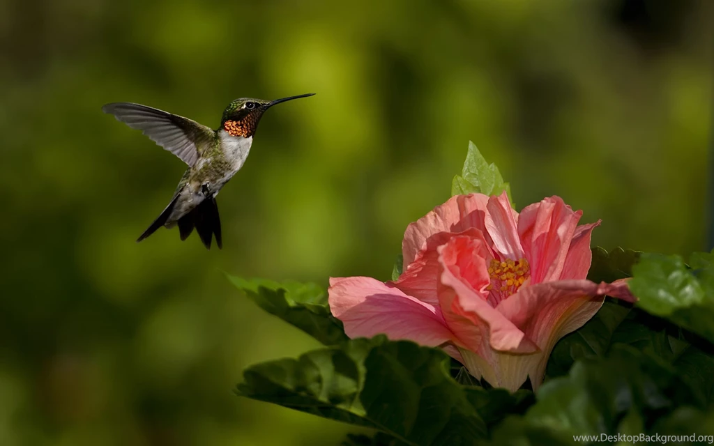 Above The Flower Hummingbird Desktop Backgrounds HD 2560x1600 ...