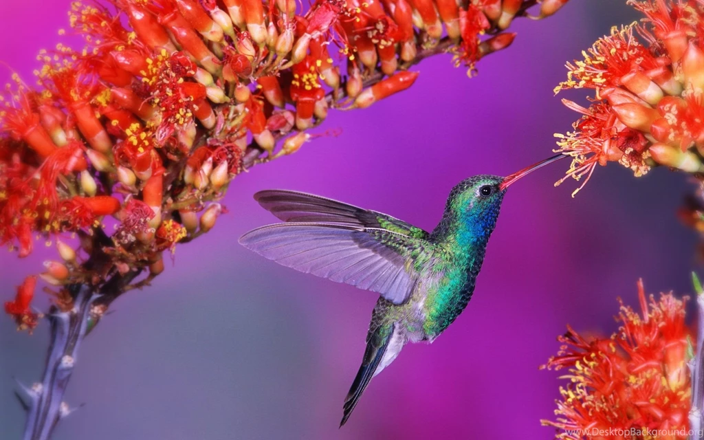 Hummingbird Wallpapers
