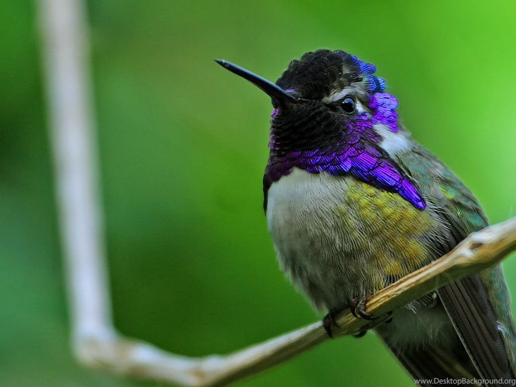 Hummingbirds HD Wallpapers