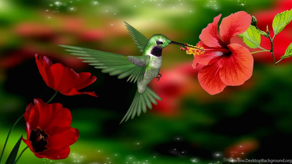 HDscreen: Hummingbird Spring Pretty Beautiful Colors Flowers ...