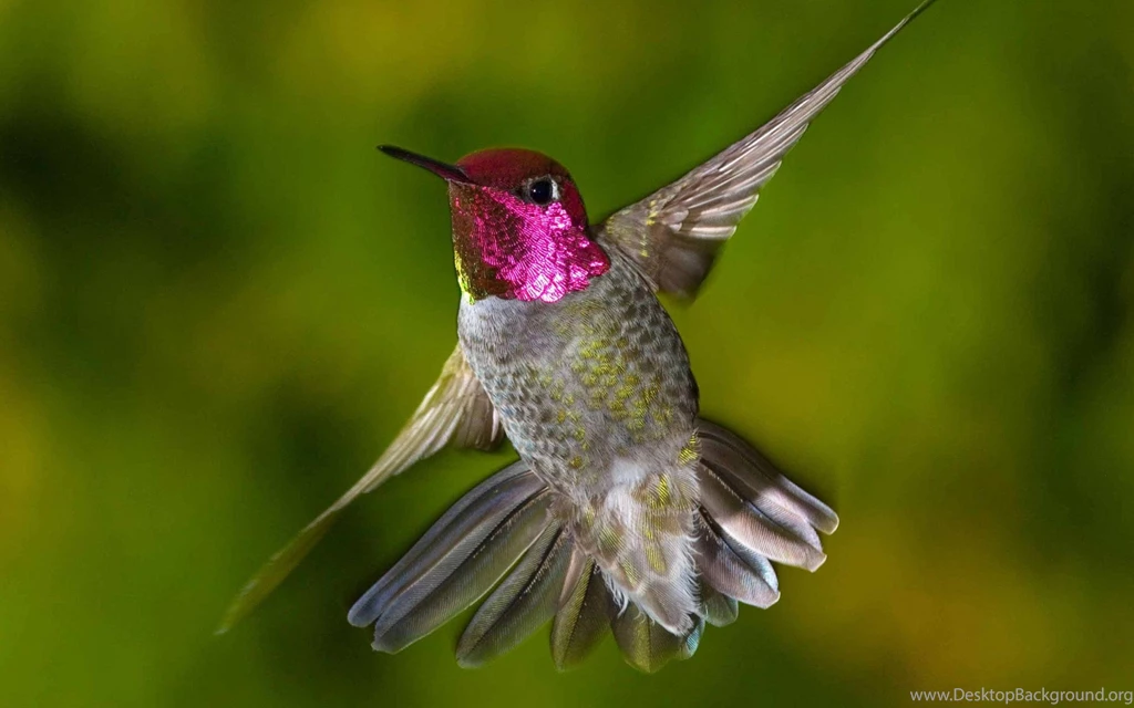 Hummingbird Wallpaper Backgrounds