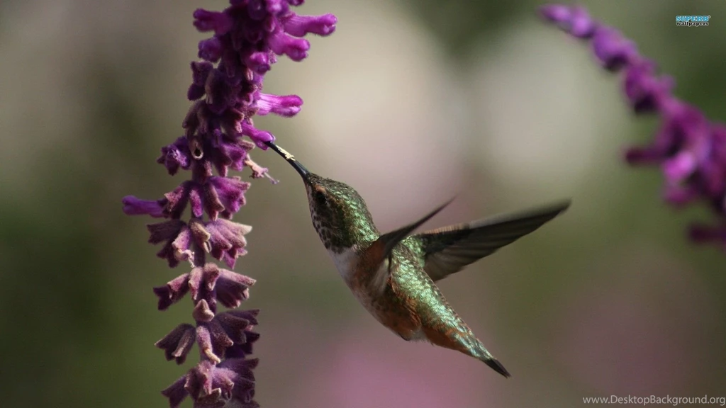 Hummingbird Wallpapers Animal Wallpapers