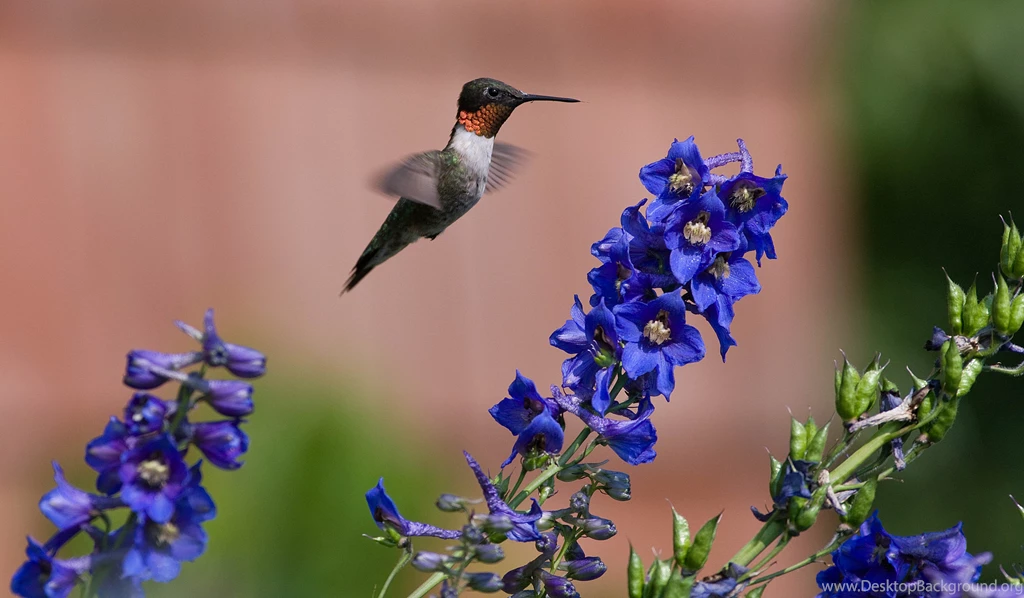 Humming Bird Computer Wallpapers, Desktop Backgrounds
