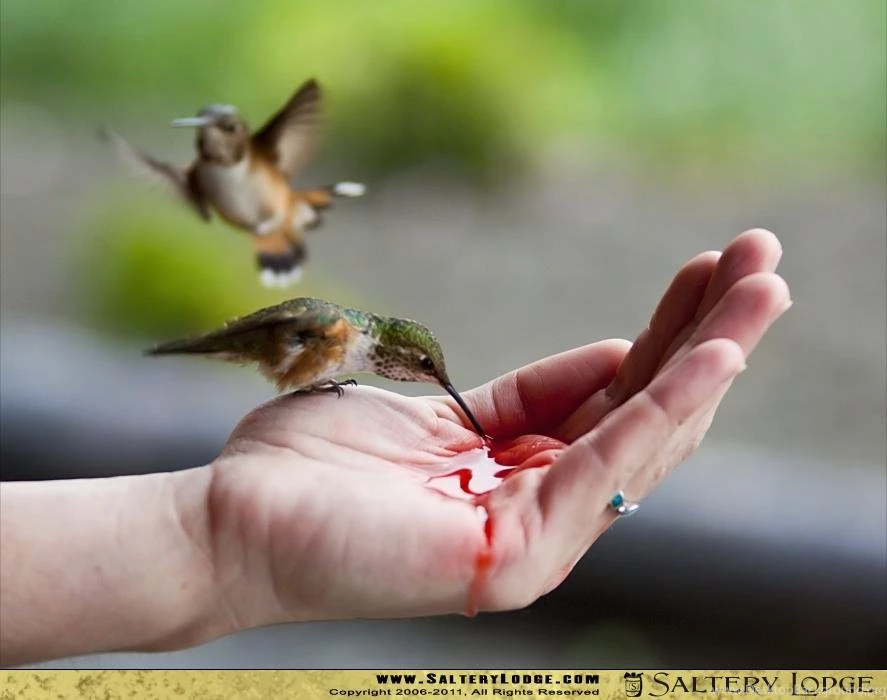 Handfeeding Hummingbird Alaska Desktop Wallpapers