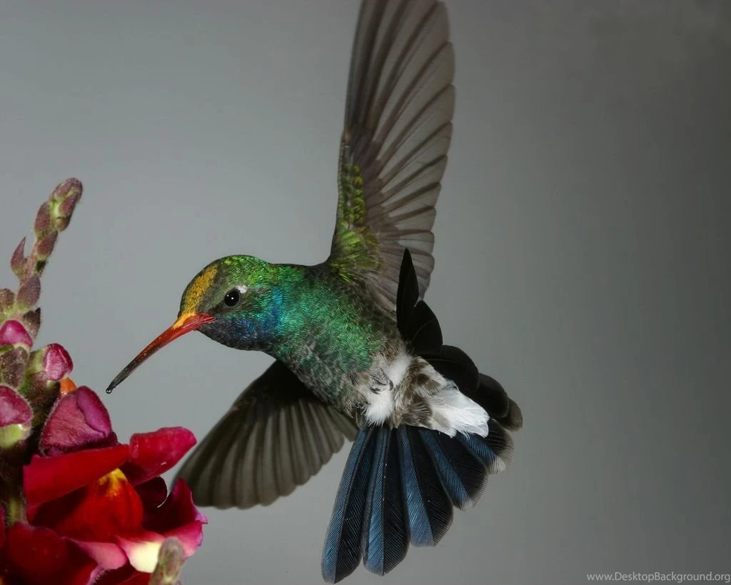 Hummingbird Wallpapers Male Broad billed Hummingbird Wallpapers ...