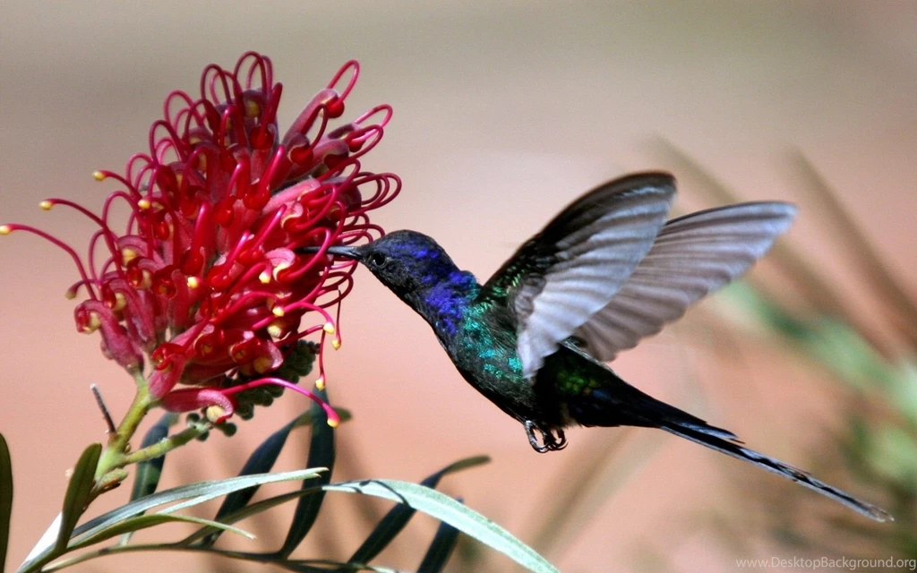 Exotic Flower Wallpapers