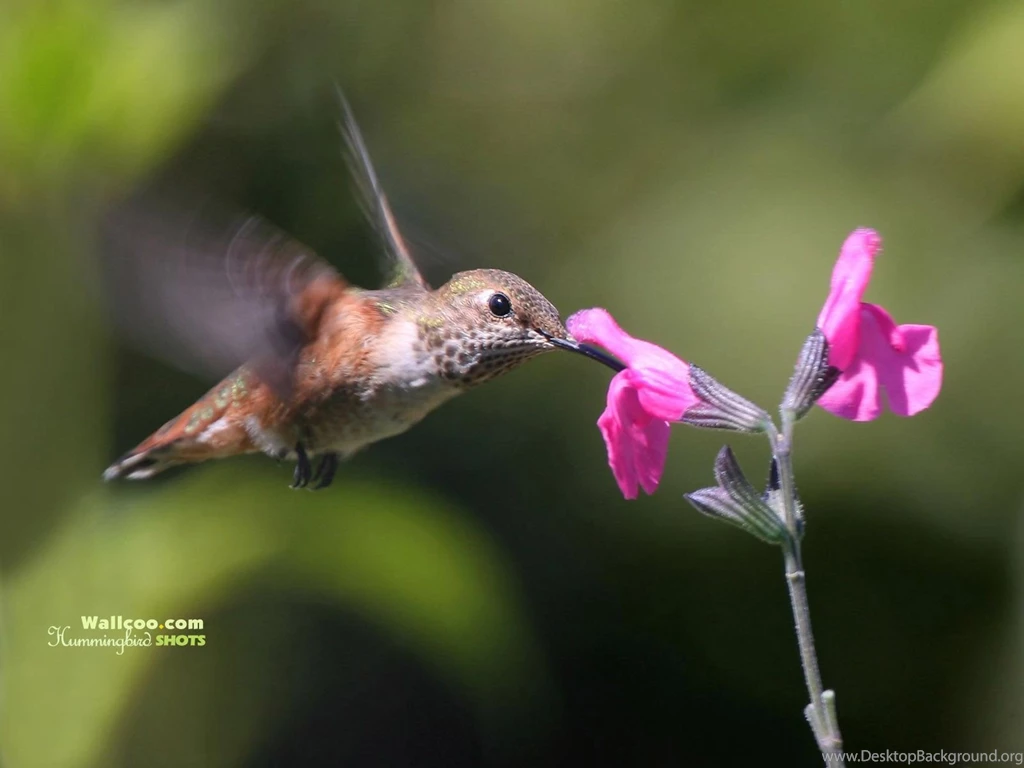 Hummingbird And Flowers   HD Hummingbirds Wallpapers 1600x1200 NO ...