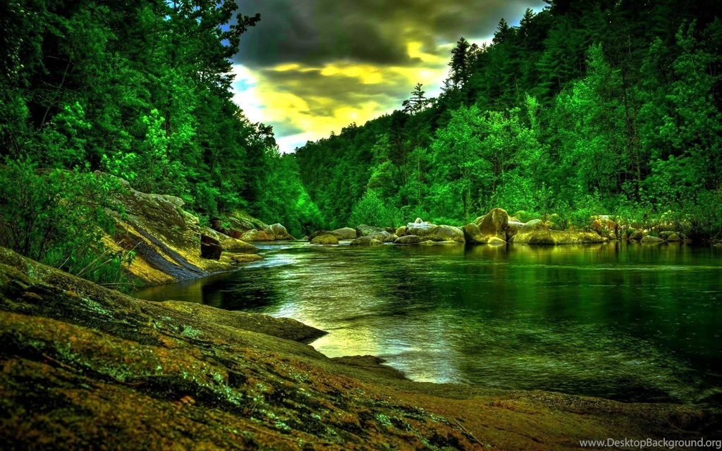 Rainforest Desktop Wallpapers