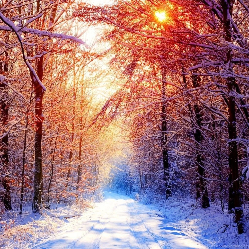 Snow Winter Scene iPad 1 & 2 Wallpapers