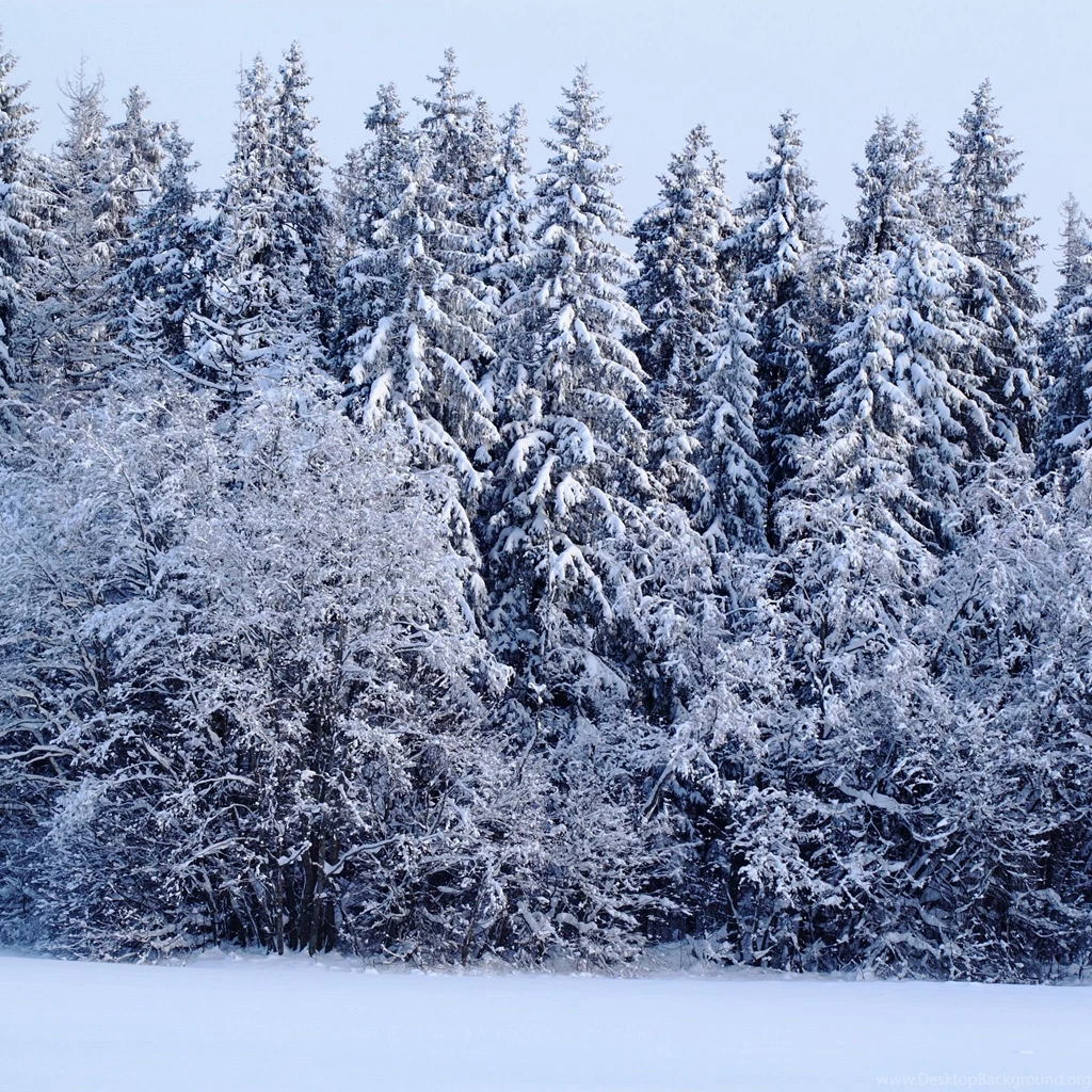 Winter Forest New Ipad Wallpapers For Retina Display 2048x2048 ...