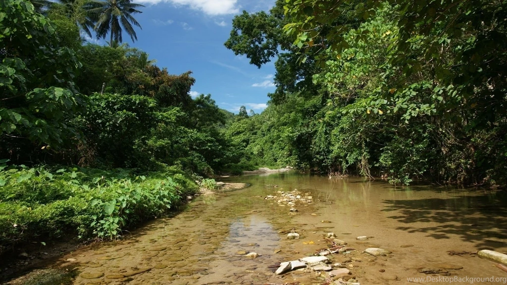 Jungle HD Waterscape Wallpapers