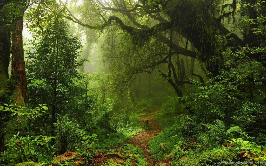 Jungle HD Backgrounds