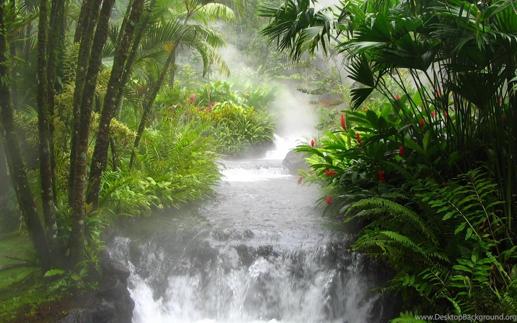 Jungle River HD Wallpapers