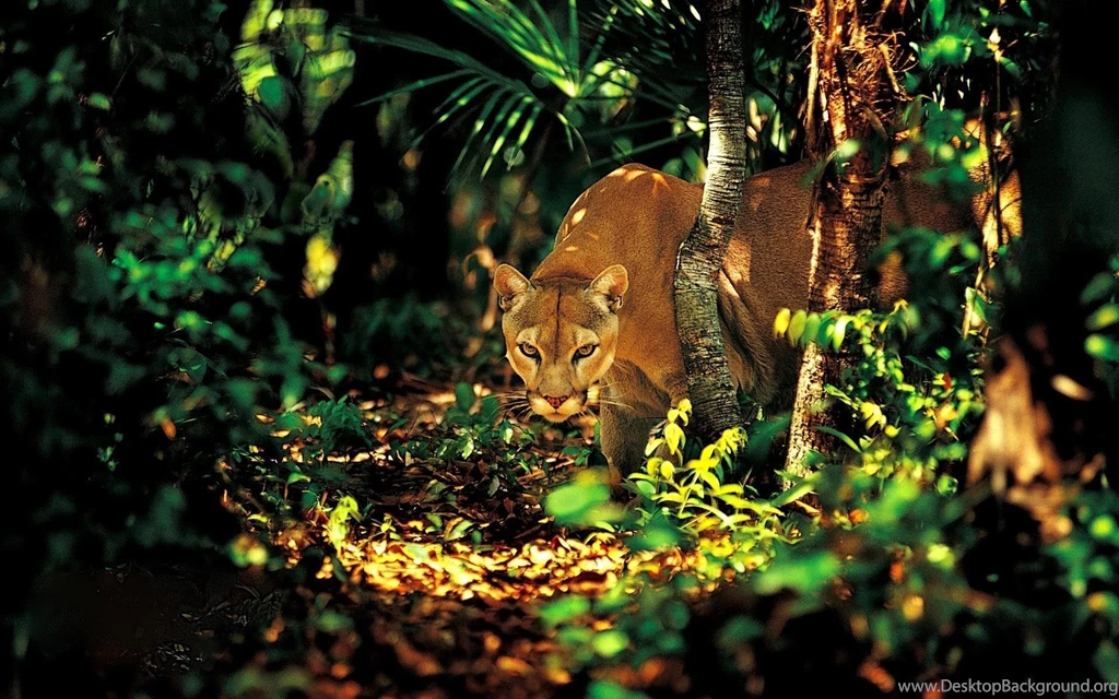 Wallpaper2u: Puma The Jungle Spy Mountain Lion Wild Cat Predator ...