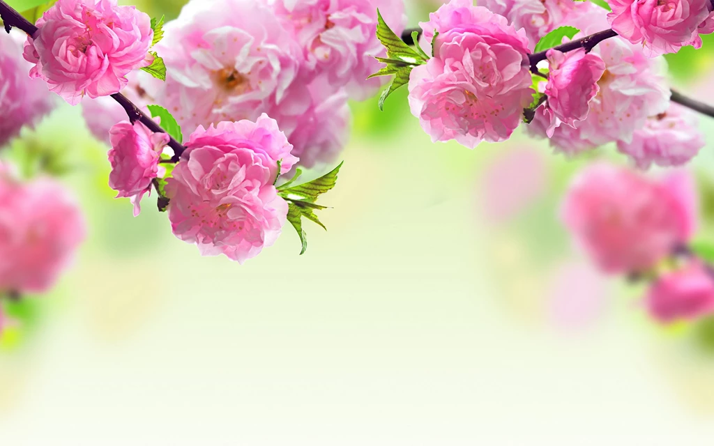 Spring Flowers Desktop Backgrounds HD Wallpape