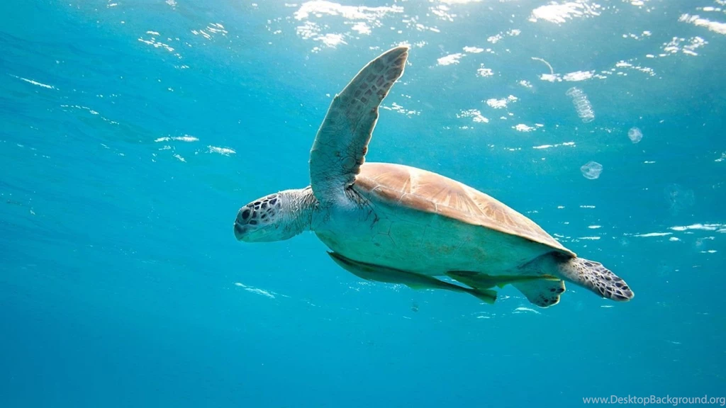 Sea Turtle Wallpaper HD.jpg