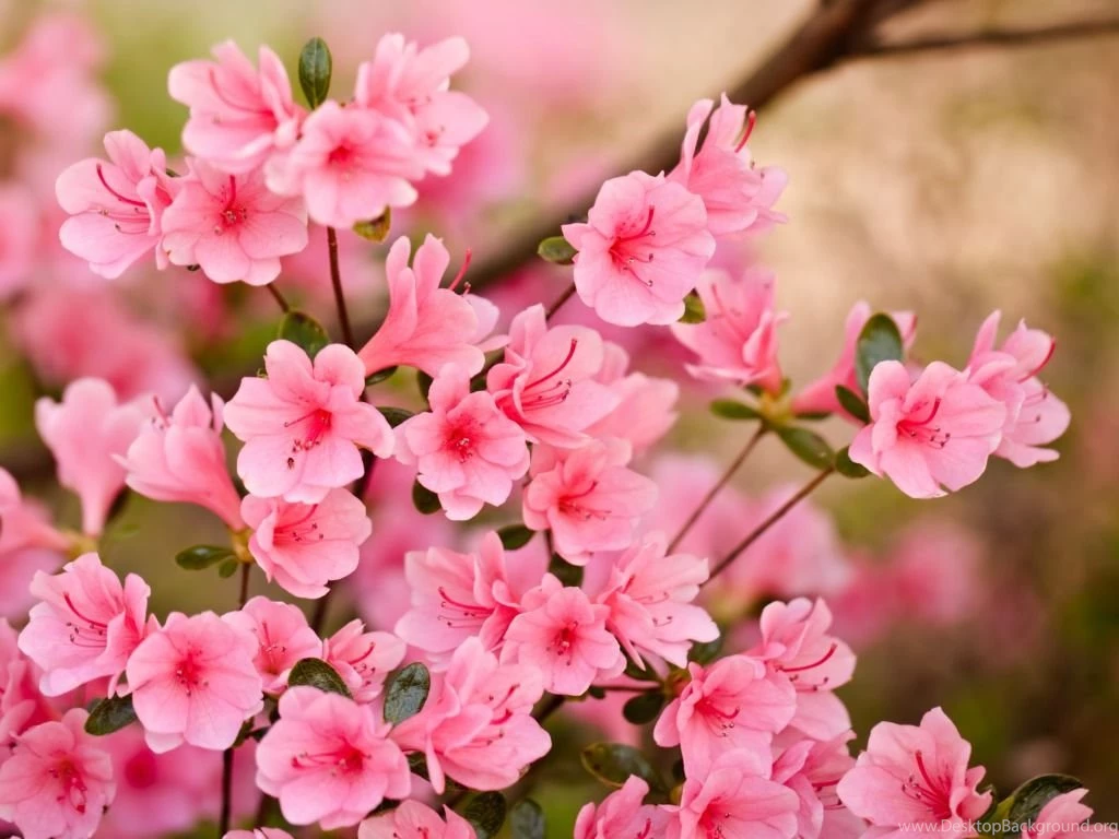 Pink Flowers Wallpapers HD Pictures