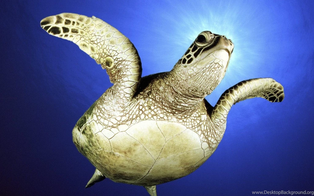 Sea Turtle Wallpapers