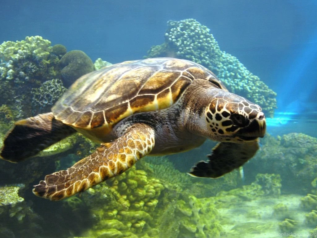 Turtle Turtles Wallpapers (31450307) Fanpop