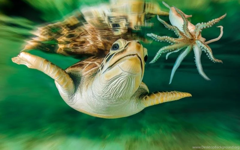 Sea, Turtle, Australia, Underwater World Wallpaper,Sea Wallpapers ...