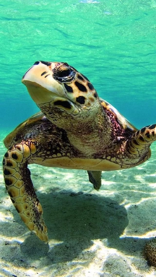 Water Free Iphone Wallpapers