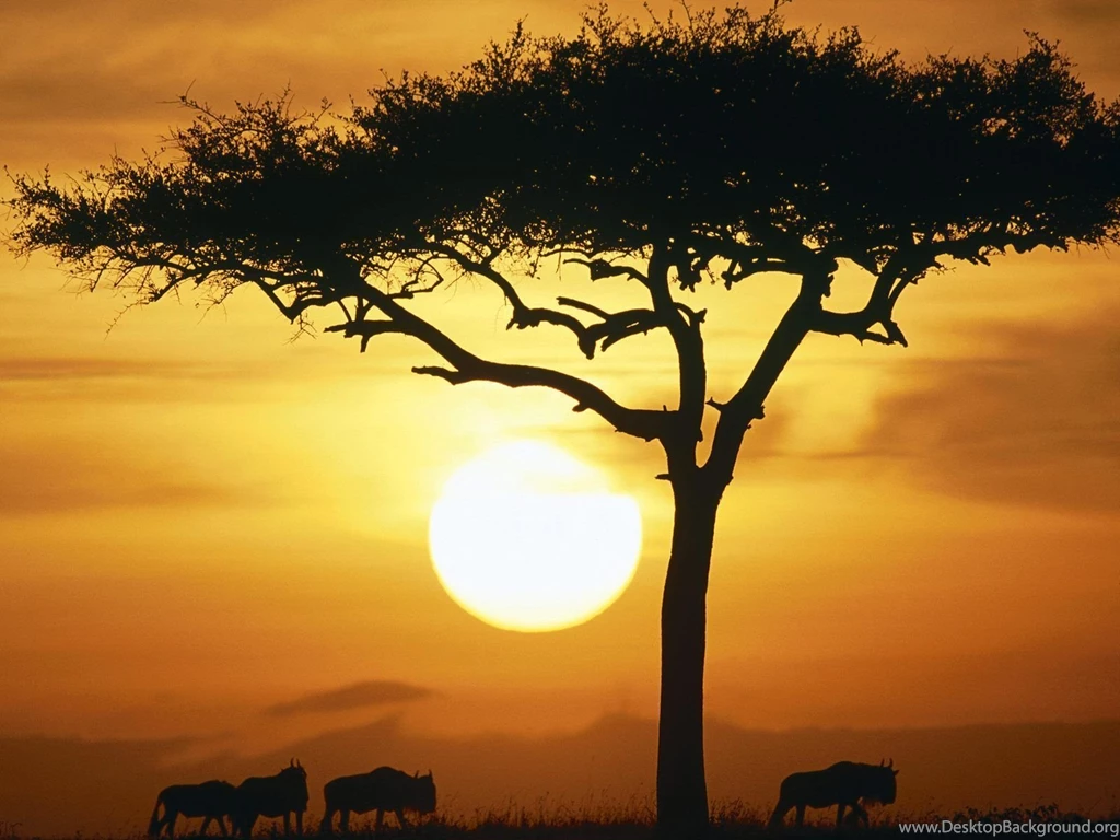 Blue Wildebeests At Sunrise Masai Mara Kenya   Africa Photography ...