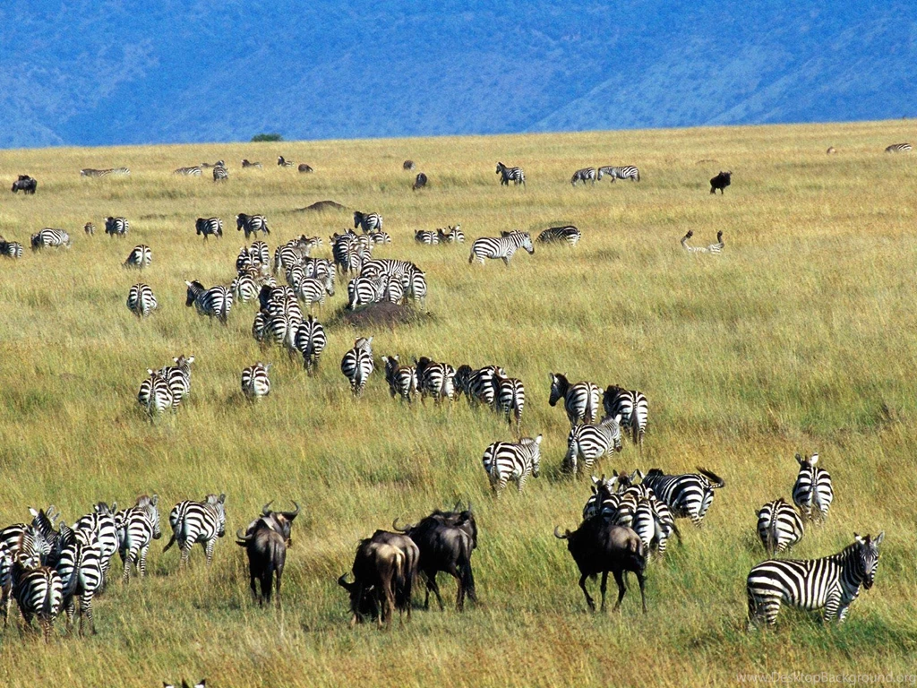 Zebras Moving Across Africa Free Desktop Backgrounds   Free ...