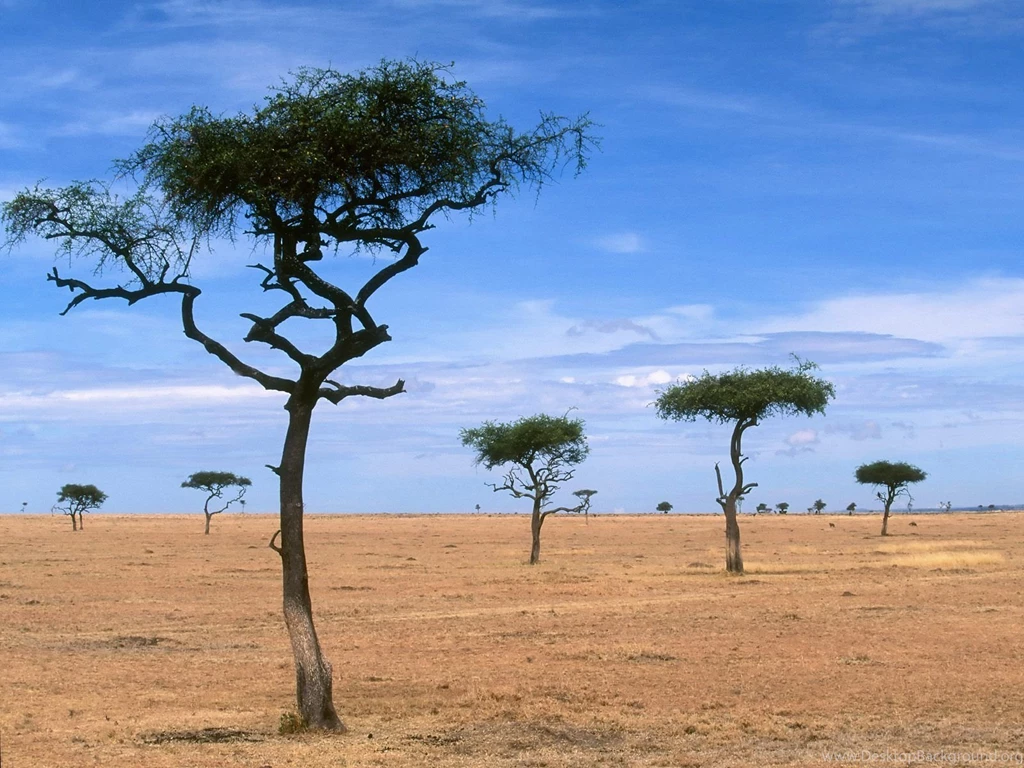 Scattered Acacia Trees / Kenya / Africa Wallpapers And Images ...