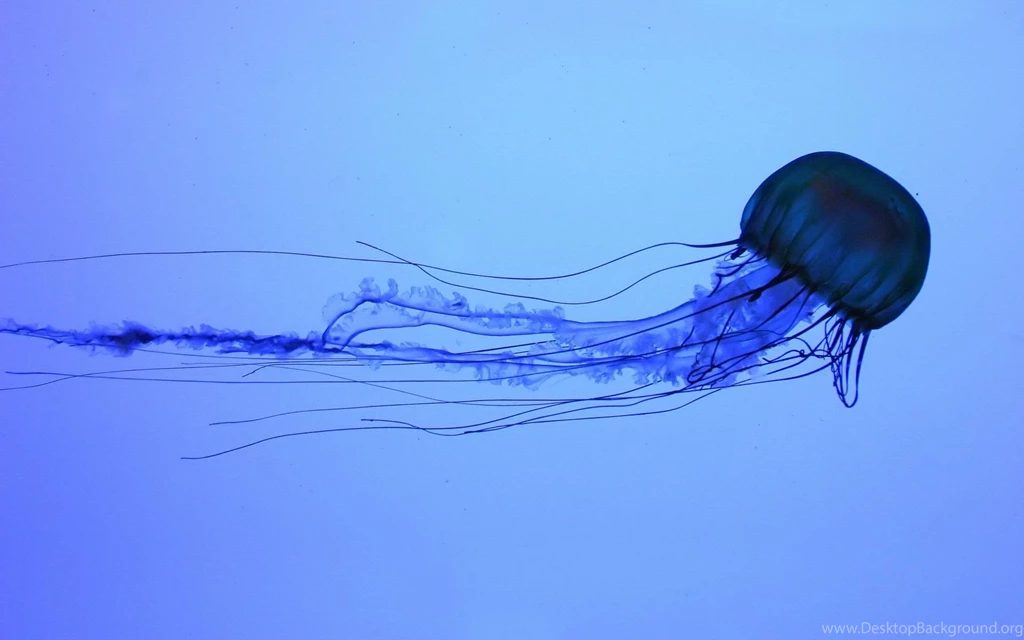 Jellyfish Hd Wallpapers 42822